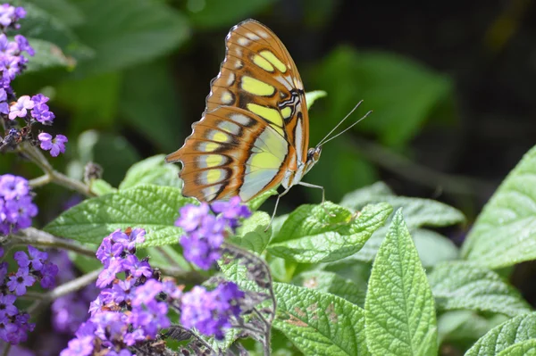 Mariposa en el jardín —  Fotos de Stock