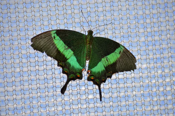 Motyl na necie — Zdjęcie stockowe