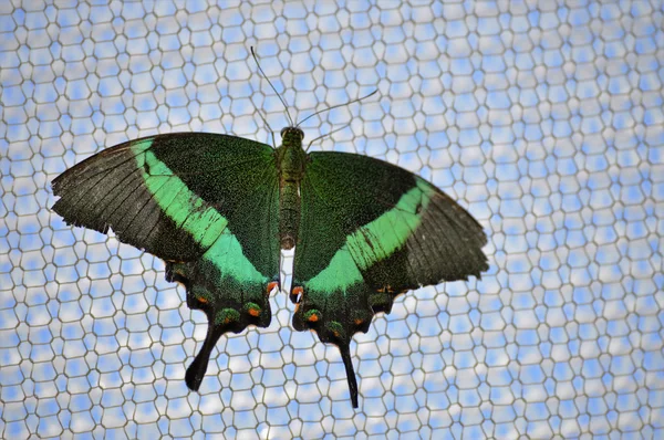 Butterfly on a Net