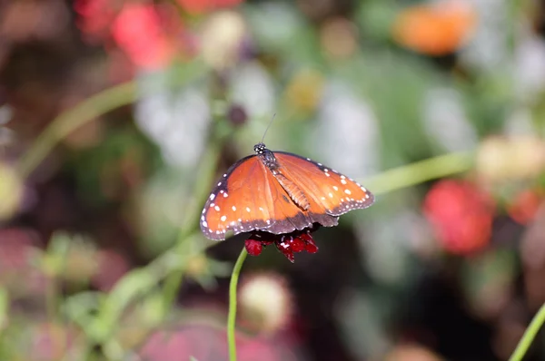 Borboleta no jardim — Fotografia de Stock