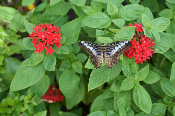 Papillon dans le jardin — Photo