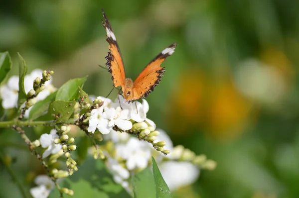 Borboleta no jardim — Fotografia de Stock