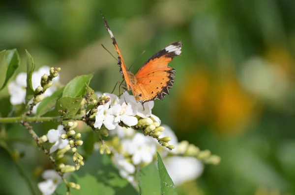 Метелик в саду — стокове фото