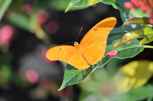 Borboleta no jardim — Fotografia de Stock