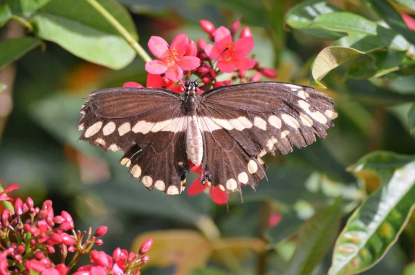 Papillon dans le jardin — Photo