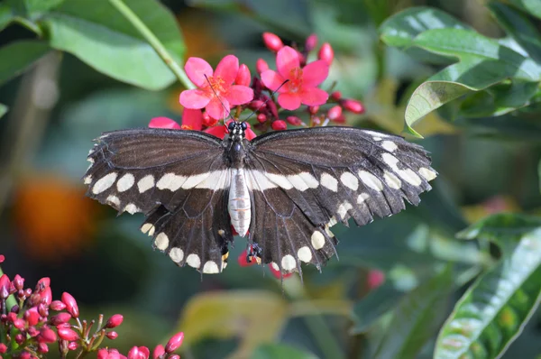 Papillon dans le jardin — Photo