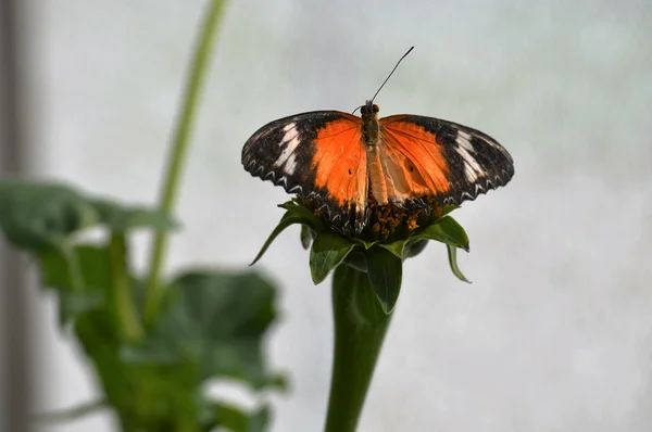 Borboleta no jardim — Fotografia de Stock