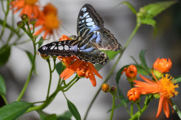 Papillon dans le jardin — Photo