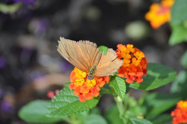 Borboleta no jardim — Fotografia de Stock