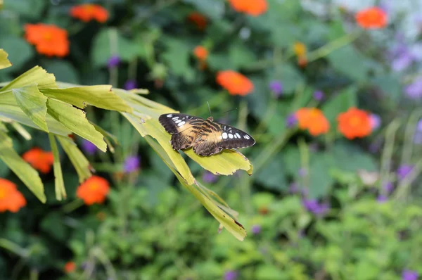 Papillon dans le jardin — Photo