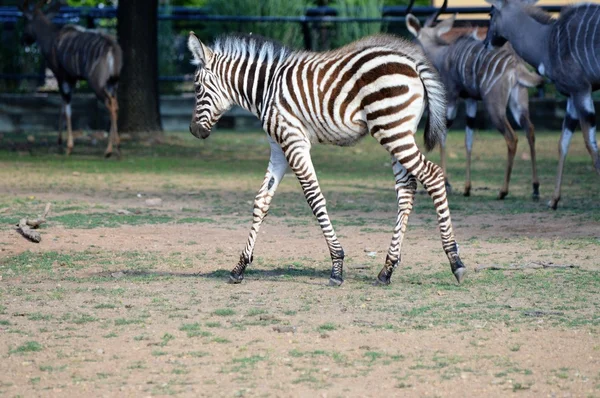 Ein Baby-Zebra — Stockfoto