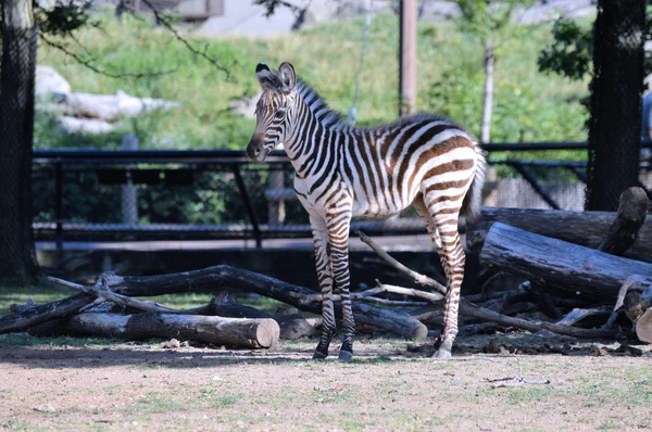 Ein Baby-Zebra — Stockfoto