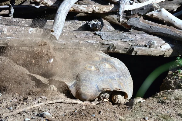 Bir Galapagos Kaplumbağa. — Stok fotoğraf