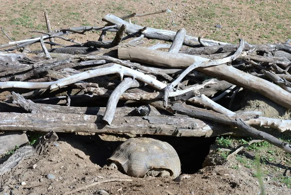 En sköldpadda från Galapagos — Stockfoto