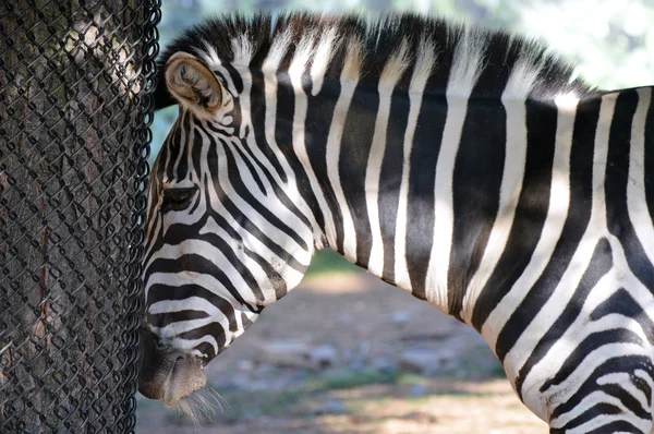 Ein erwachsenes Zebra — Stockfoto