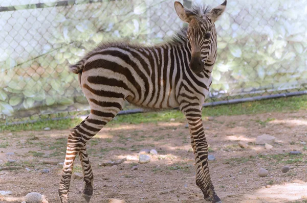Dítě Zebra — Stock fotografie