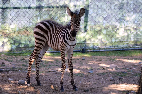 Ein Baby-Zebra — Stockfoto