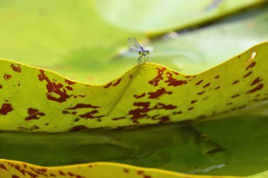 Kızböcekleri Lily Pad üzerinde