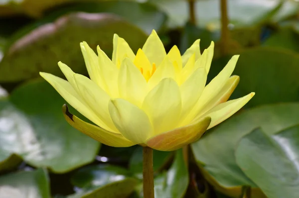 A Water Lily — Stock Photo, Image