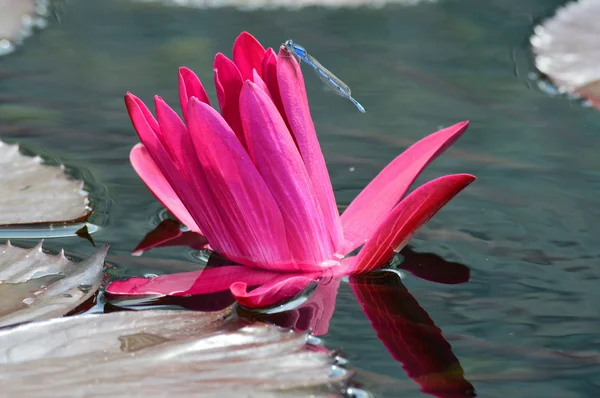 Damselfly on Water Lily — Stock Photo, Image