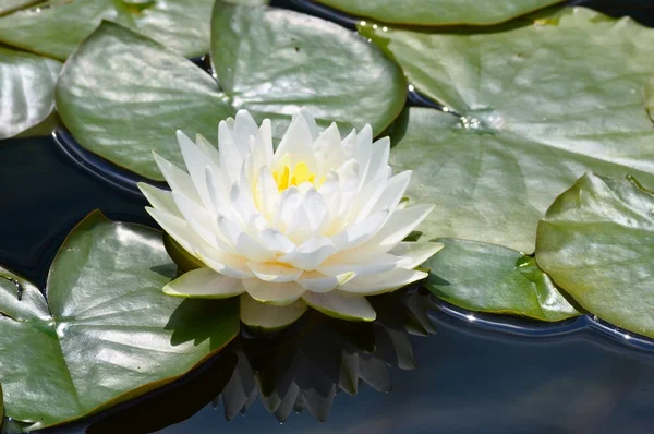 Eine Seerose — Stockfoto