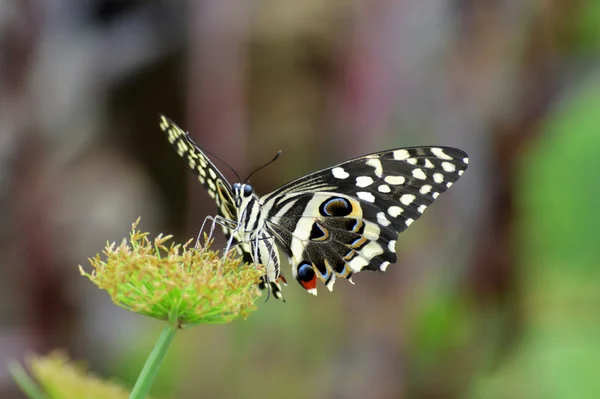 Papillon dans le jardin — Photo