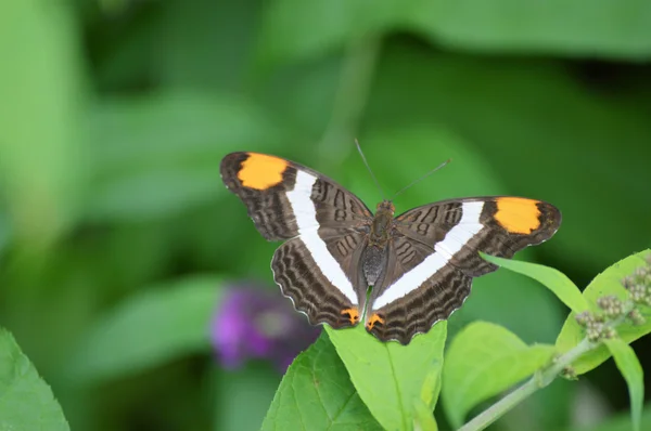 Mariposa en el jardín —  Fotos de Stock