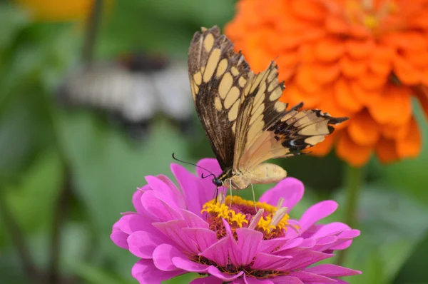 Papillon dans le jardin — Photo