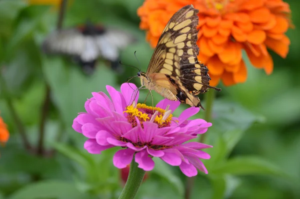 Papillon dans le jardin — Photo