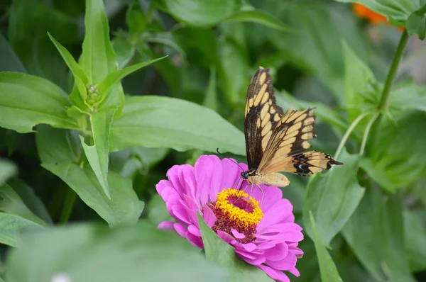 Papillon dans le jardin — Photo