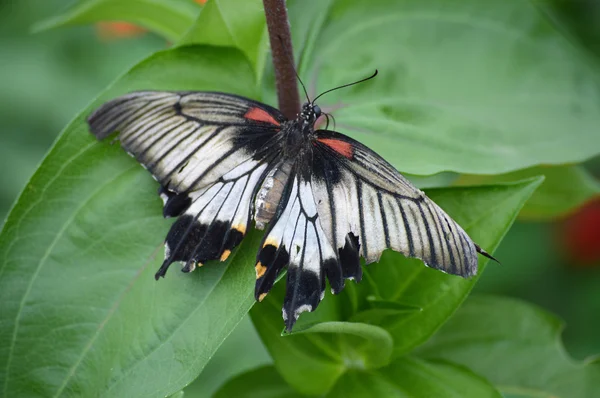 Papillon dans le jardin — Photo