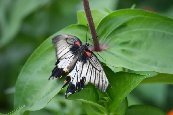 Papillon dans le jardin — Photo