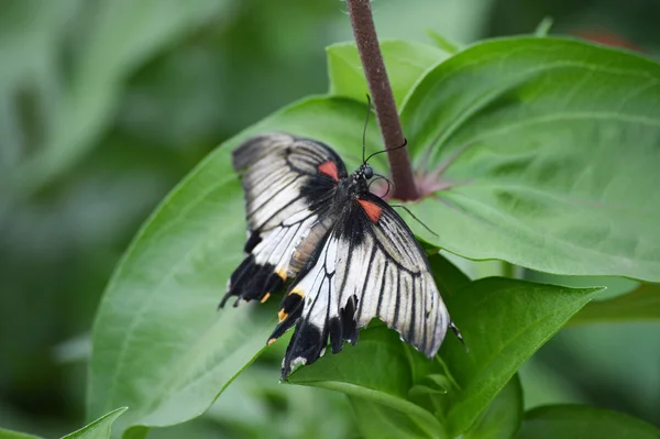 Papillon dans le jardin — Photo