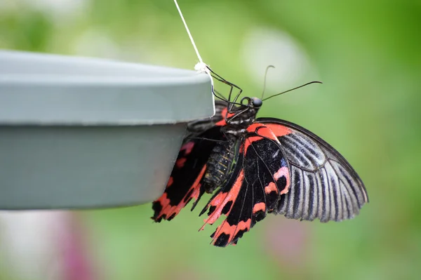 Borboleta no jardim — Fotografia de Stock