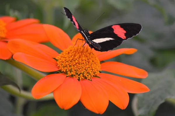 Papillon dans le jardin — Photo