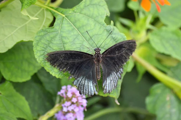 Borboleta no jardim — Fotografia de Stock