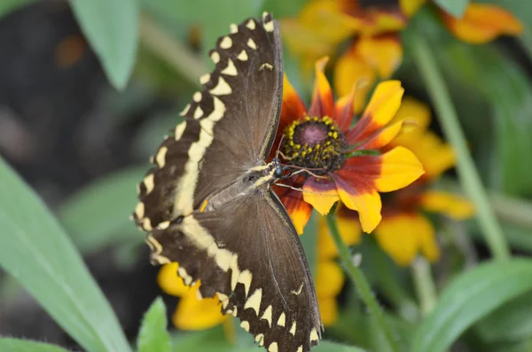 Un papillon hirondelle — Photo