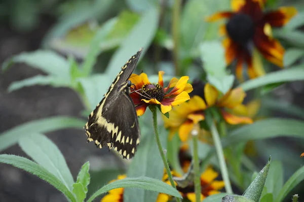 Un papillon hirondelle — Photo