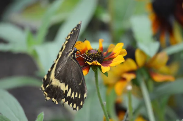 Una mariposa cola de golondrina —  Fotos de Stock