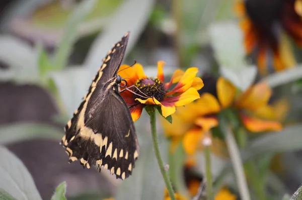 Una mariposa cola de golondrina —  Fotos de Stock