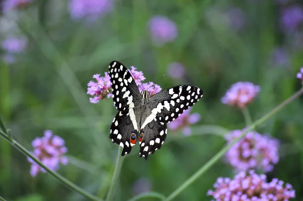 Motyl w ogrodzie — Zdjęcie stockowe