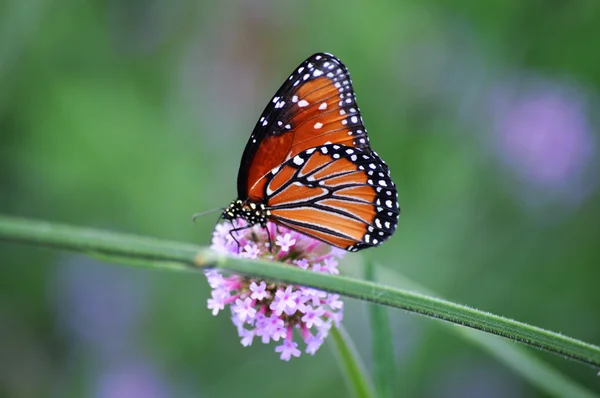 Farfalla in giardino — Foto Stock