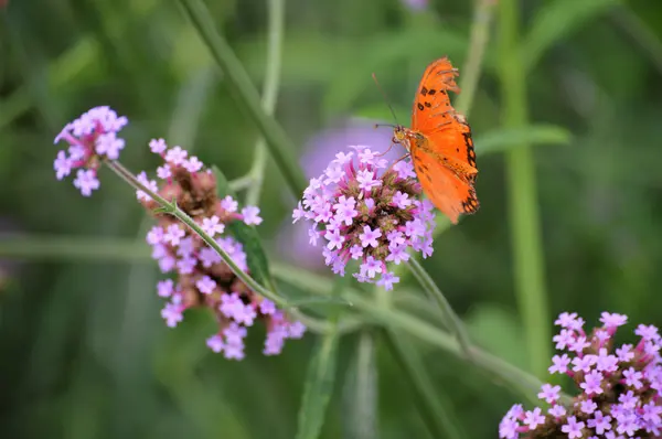 Borboleta no jardim — Fotografia de Stock