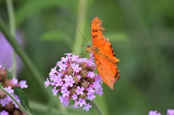 Borboleta no jardim — Fotografia de Stock