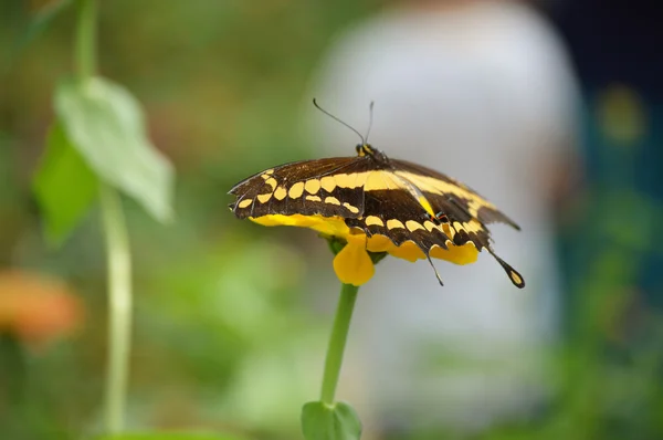 Un papillon hirondelle — Photo