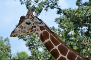 Yetişkin bir zürafa