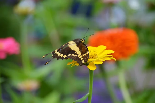 Un papillon hirondelle — Photo