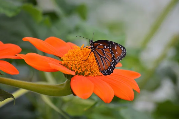 Papillon dans le jardin — Photo