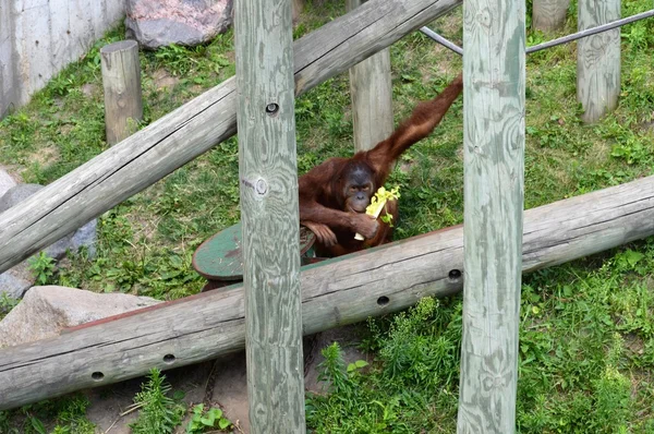 Orangutan jedzenie sałaty — Zdjęcie stockowe