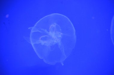 Beyaz bir deniz anası